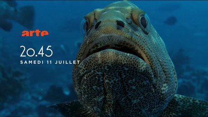 Le mystère mérou - 11/07