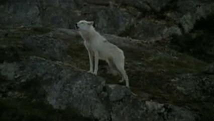 Un homme parmi les loups - BA