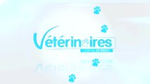 Vétérinaires, leur vie en direct - VF