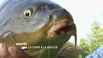 La Carpe à la mouche - 21/07/16