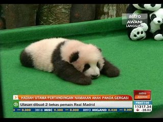 Hadiah utama pertandingan namakan anak panda gergasi