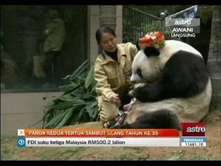Panda kedua tertua sambut ulang tahun ke-35