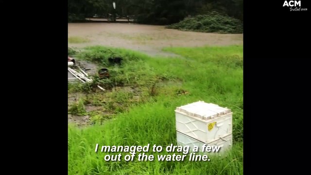 THE BEEHIVES AND COLONIES WERE FLOODED AT BOWRAL BEEKEEPING - RECORDED ON MONDAY, MARCH 7, 2022 - SOUTHERN HIGHLAND NEWS