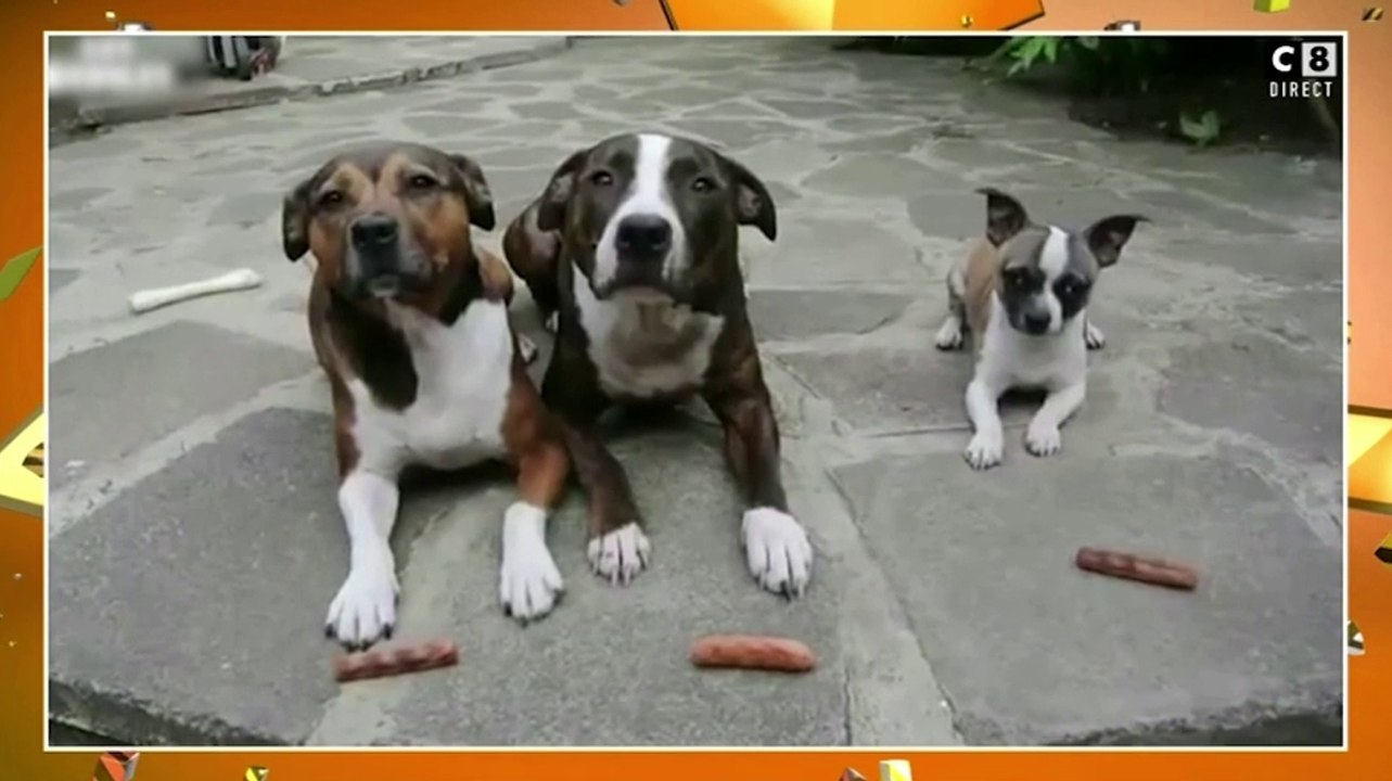 Zapping du 31/01 : Un petit chien très malin