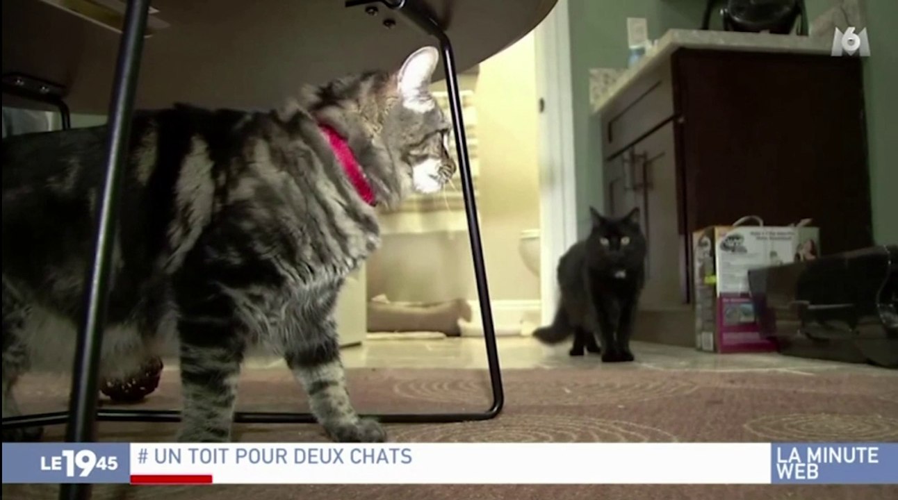 Zapping du 18/01 : Des chats locataires d’un appartement à 1.300 euros/mois !