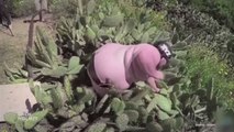 Le zapping du 05/06 : Il se jette totalement nu…dans des cactus !