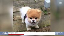 Zapping du 22/01 : Décès de Boo le chien le plus mignon du web
