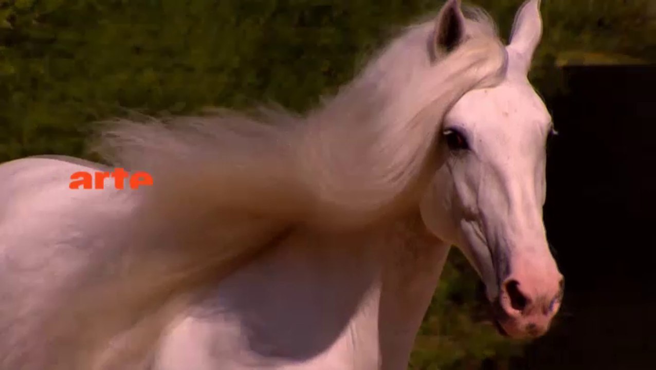 Le cheval andalou, monture royale_VF_arte