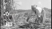 Histoire d'Outre-mer - Nos chaînes invisibles, le code noir(e) - 07 03 18 - france O