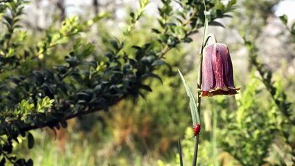 Touroulis Voyage entre le Larzac et le Causse Comtal Film