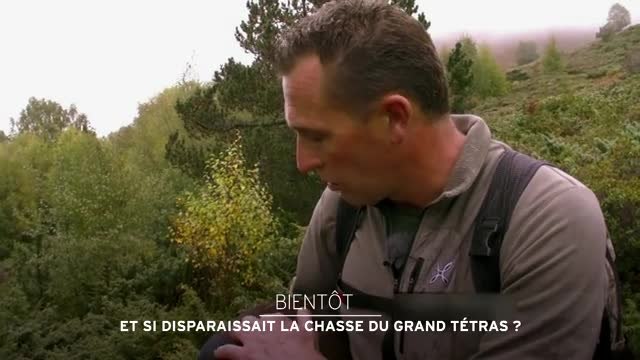 Et si disparaissait la chasse du grand Tétras - 19/05/17