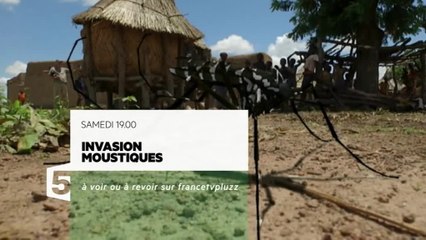 Invasion Moustiques - 25/06/16