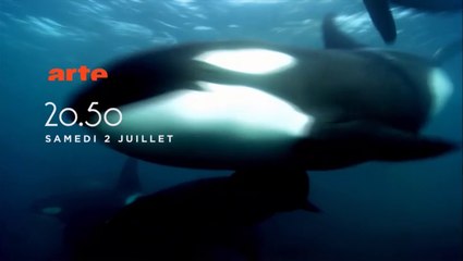 L'orque tueuse_VF_arte