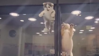 Le zapping du 01/07 : L'évasion d'un chaton pour rejoindre un chiot !