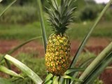 Unlocking the pineapple's secrets