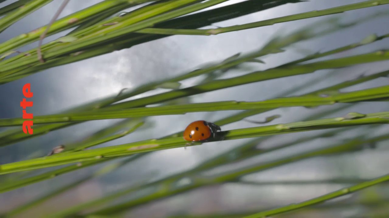 Fascinants insectes - arte - 12 03 18