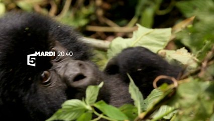 La Guerre des grands singes