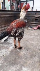Beautiful Rooster  Video By Kingdom Of Awais