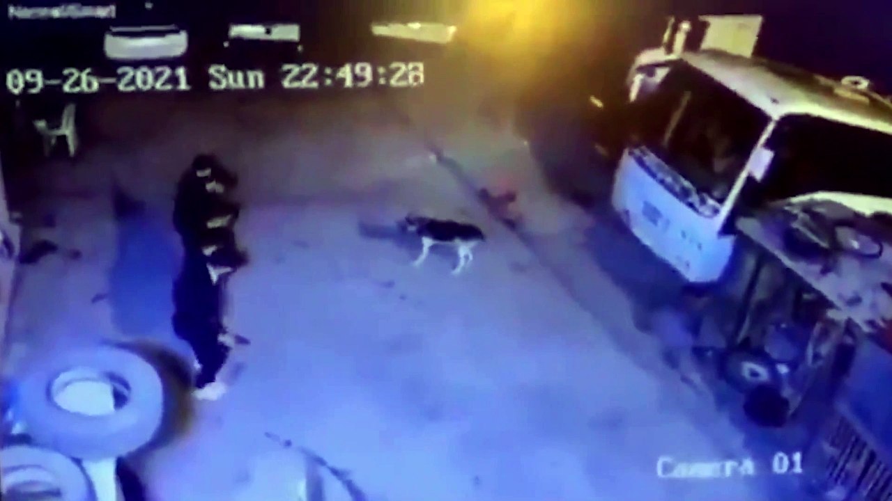 Halay çekerek köpekten kaçtılar, sonra köpeği halaya dahil ettiler