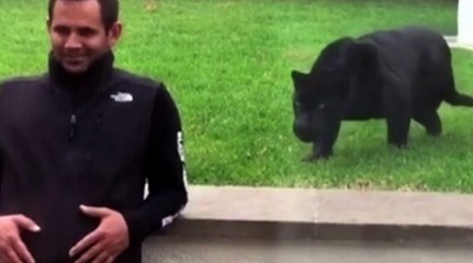 Le zapping du 09/06 : Que va faire cette panthère noire menaçante à cet homme?