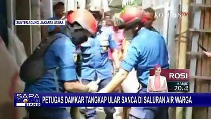 Saluran Kamar Mandi Mampet, Warga Temukan Ular Sanca Sepanjang 3 Meter Sembunyi di Saluran AIr!