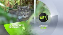 la vie secrète des chats - dans la peau du chaton - nt1