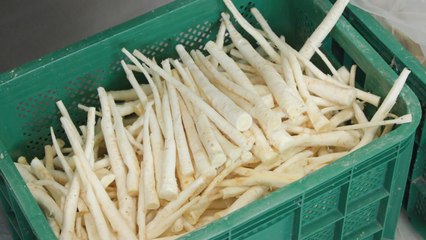 [녹색] 면역력 강화 도라지...60℃ 가열하면 사포닌 8배 '쑥' / YTN