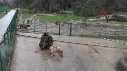YAVRU AYI TURKUAZ, 6 AYLIK TEDAVİNİN ARDINDAN GÖRMEYE BAŞLADI