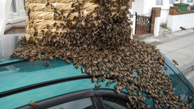 Un Britannique retrouve sa voiture recouverte de milliers d'abeilles !