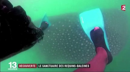Le zapping du 26/04 : Grosse frayeur pour ce touriste face à un requin baleine