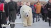 Le zapping du 30/01/15 : Un ours polaire se balade dans les rues de Londres !