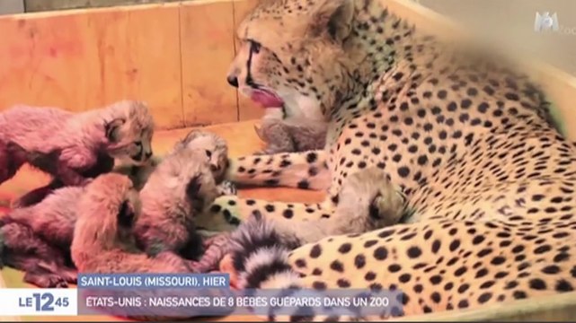 Le zapping du 05/01 : L’incroyable naissance de 8 bébés guépards