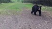 Canada : un ours noir donne à deux joggeurs la peur de leur vie