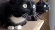 black cat morse code operators| #shorts #fyp #trending #tiktok #cat #funny