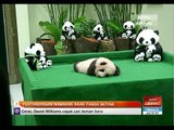 Pertandingan namakan anak panda betina