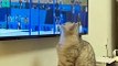 cat hold player on tv - cats funny |Кот | قطة #shorts #fyp