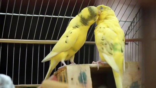 Yellow Birds Being Romantic To Each Other-parrot share love