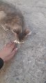 Feeding Stray Cat