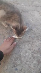 Feeding Stray Cat