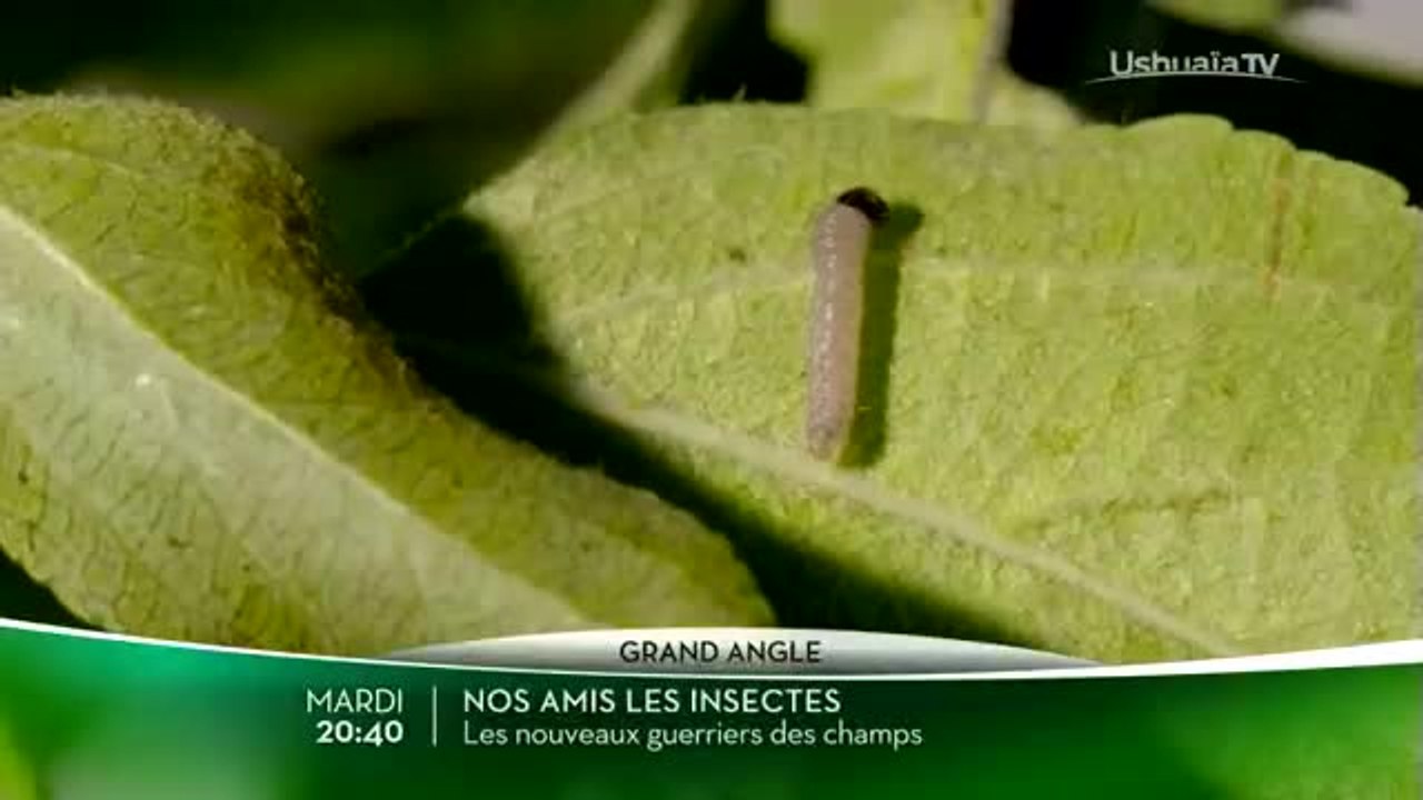 Les Nouveaux Guerriers des champs - 11/04/17