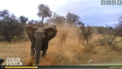 Une Jeep se fait charger par un éléphant au parc Kruger
