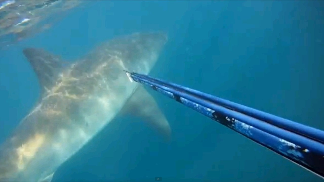 Un plongeur rencontre un immense requin blanc en Afrique du Sud