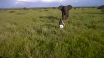 Ivre, il charge un éléphant en pleine savane