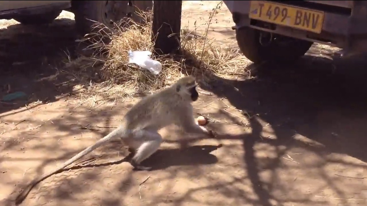 Un singe vole des oeufs à un touriste !