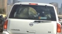 Un lion installé à l'arrière d'une voiture à Dubaï !