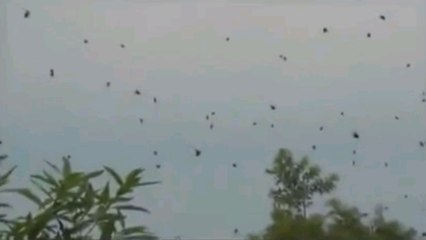 Brésil : Le ciel de cette ville est infesté d’araignées