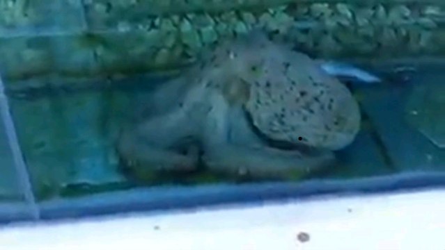 La clotûre de cette maison située en Turquie va vous surprendre