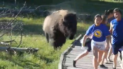 Chargé par un bison, cet enfant a intérêt à courir très vite !