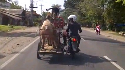 Un cochon, un chien et singe sur une moto en Indonésie