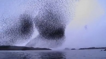 Des milliers d'étourneaux virevoltent au-dessus de deux touristes